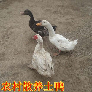 农家散养老鸭子 农村土鸭子番鸭鲜鸭肉绿头鸭炖汤老鸭 散养笨大鹅