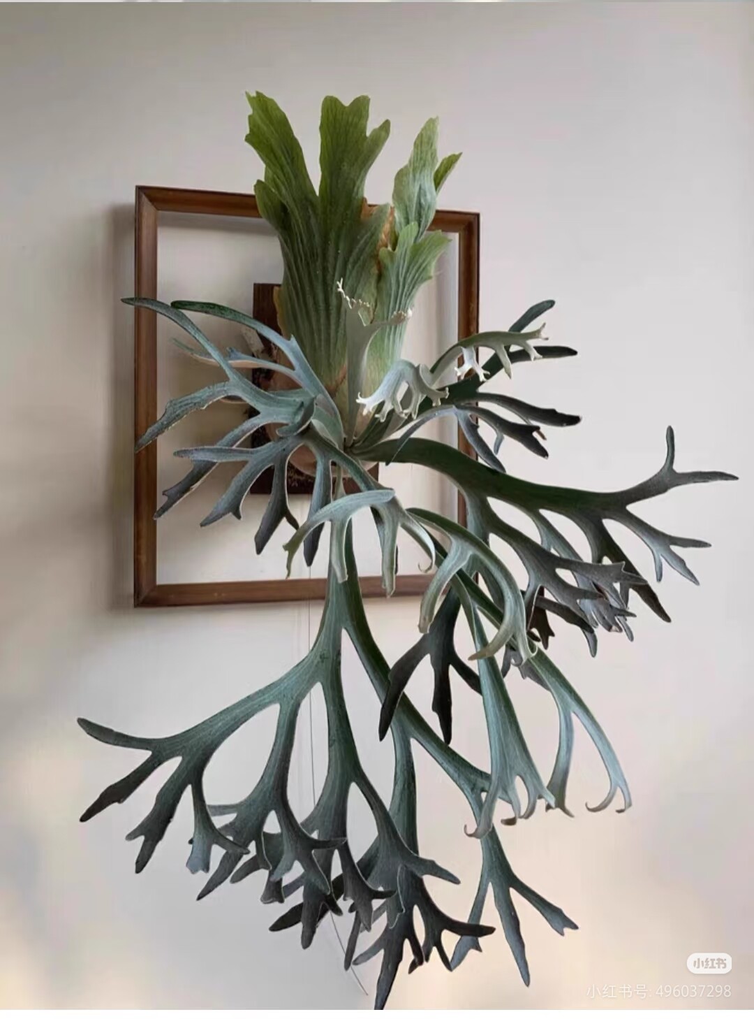 全店满29.99元包邮植物盆栽绿植蕨类植物鹿角蕨随机发货不带板