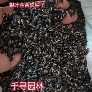 新采银叶金合欢种子 鸭皂树 刺球花 合欢树种子 银叶金合欢种子