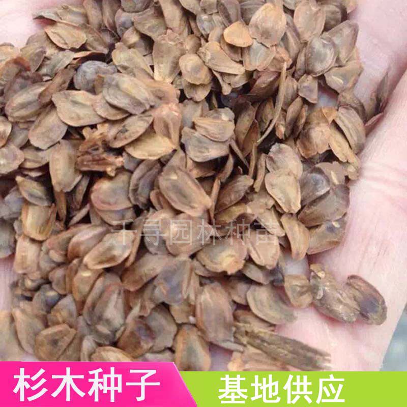 新采杉树种子 杉木种子 刺杉种子 沙木种子 沙树种子新种子发芽高