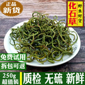 结石 化石草花 紫蓝草猫须公肾精茶 老挝250克 化石草中药材