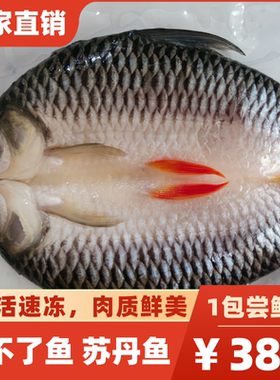 冷冻马来忘不了鱼淡水苏丹鱼新鲜皇帝鱼太子鱼酒店宴席特色菜包邮