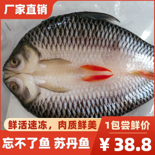 冷冻马来忘不了鱼淡水苏丹鱼新鲜皇帝鱼太子鱼酒店宴席特色菜包邮