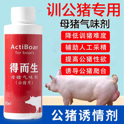 母猪气味剂调教后备公猪诱情采精