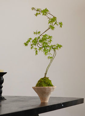 流泉枫中式创意盆栽四季常绿