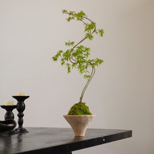 earth 常绿小众植物桌面 plant 流泉枫树禅意中国风大绿植盆景四季