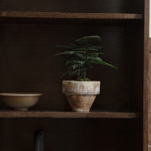 Earth plant云竹文竹小众桌面绿植盆栽四季常绿盆景新中式植物