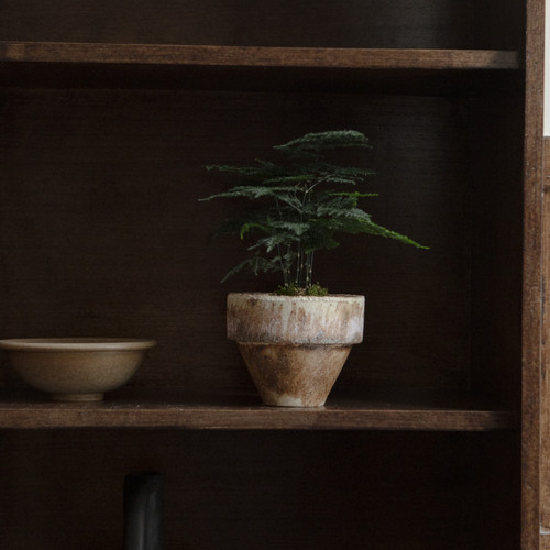 Earth plant云竹文竹小众桌面绿植盆栽四季常绿盆景新中式植物