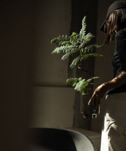 Earth plant老桩蓝花楹盆栽网红植物四季常绿盆景室内净化空气吸