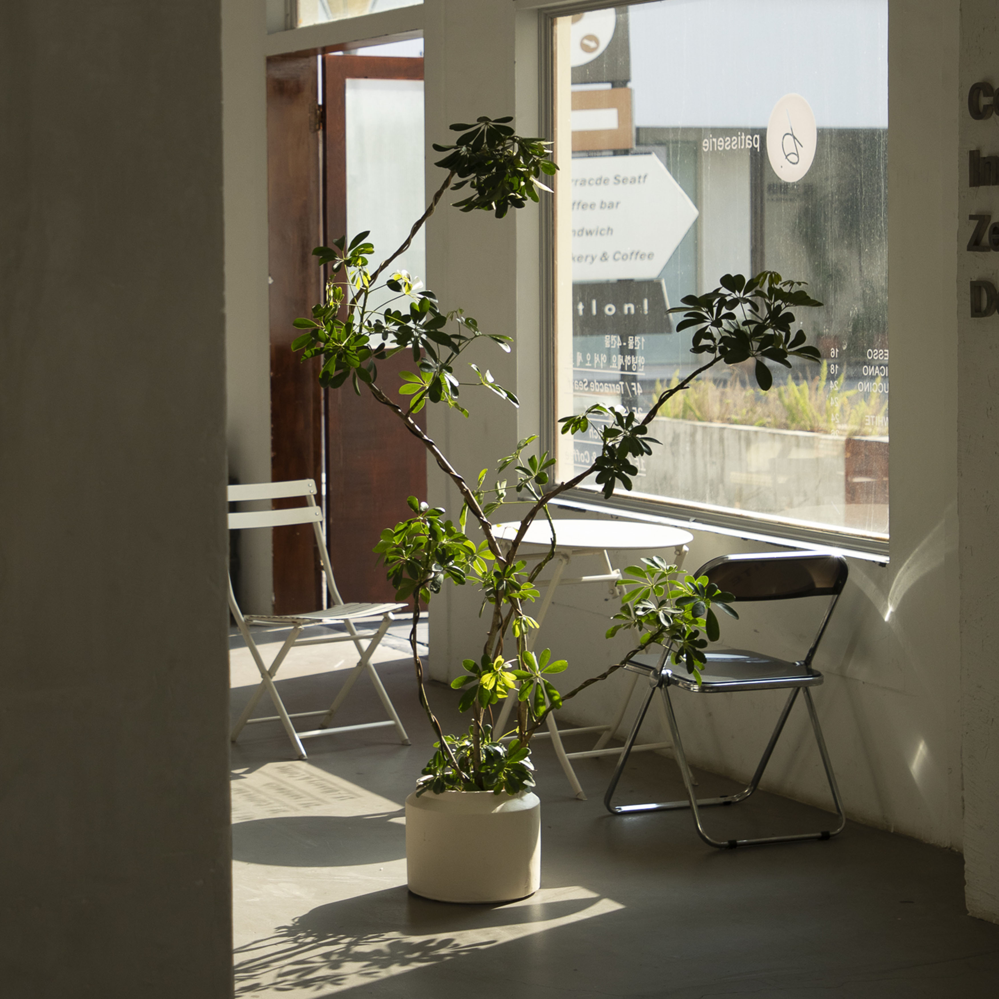 Earth plant飘枝鸭脚木盆景大型绿植盆栽室内落地大植物四季常绿