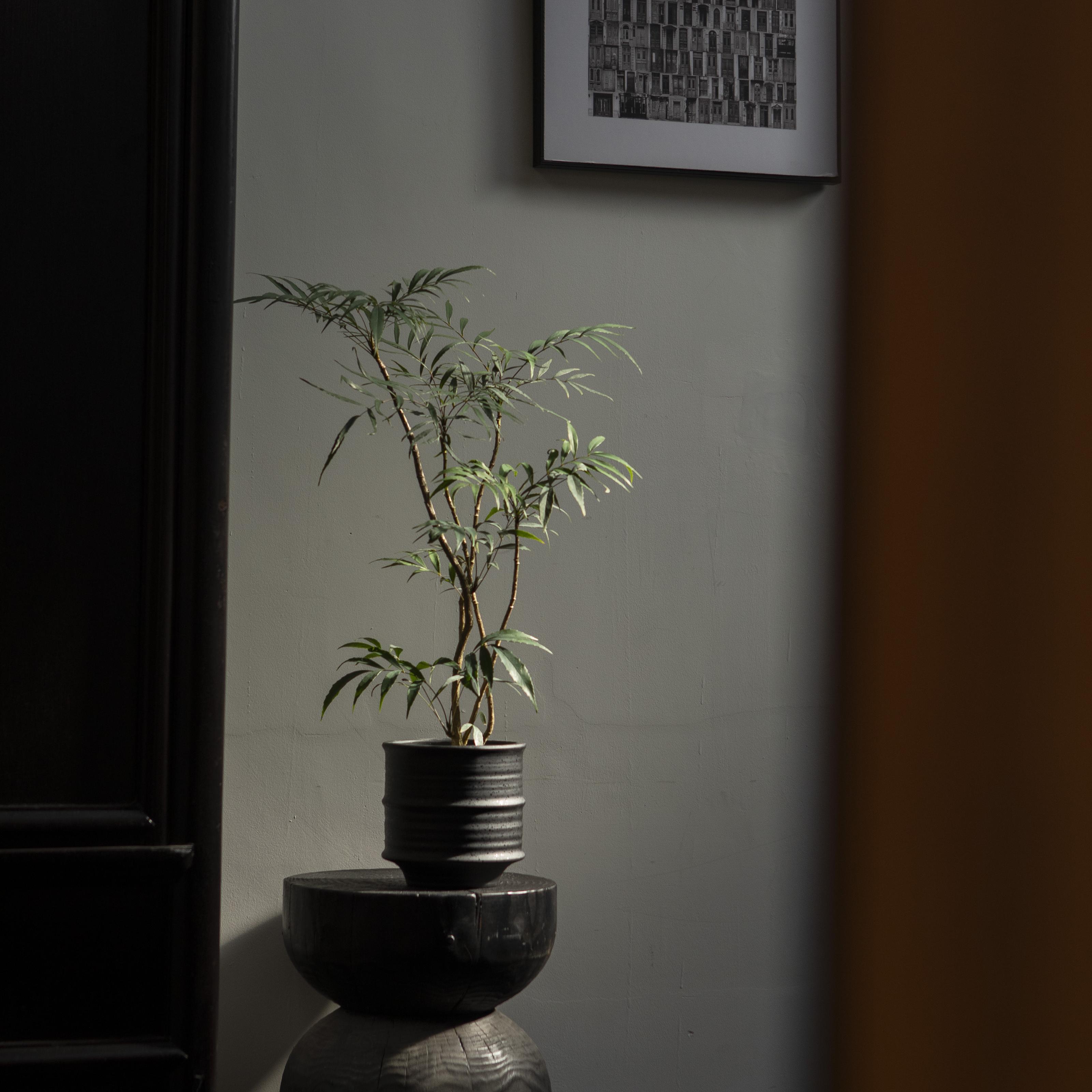 earth plant十大功劳绿植盆栽室内客厅桌面盆景四季常青植物盆栽