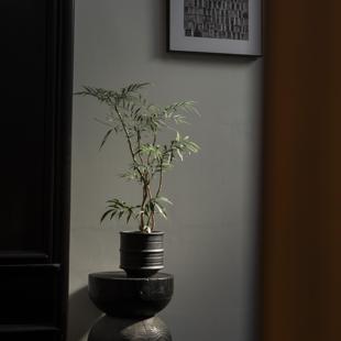 earth plant十大功劳绿植盆栽室内客厅桌面盆景四季常青植物盆栽