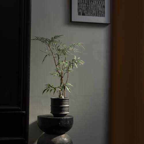earth plant十大功劳绿植盆栽室内客厅桌面盆景四季常青植物盆栽