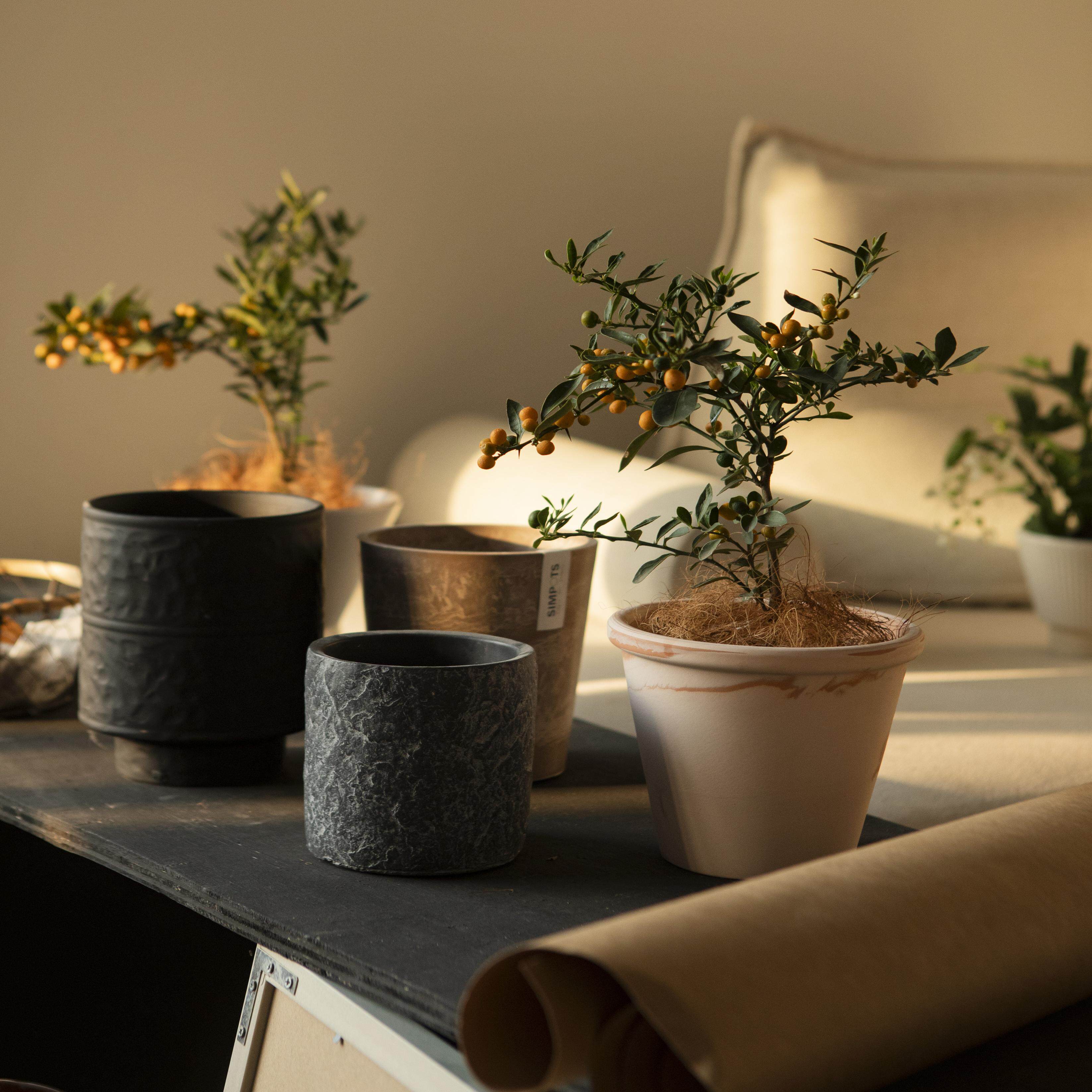 金豆子金蝉子室内办公桌面美观