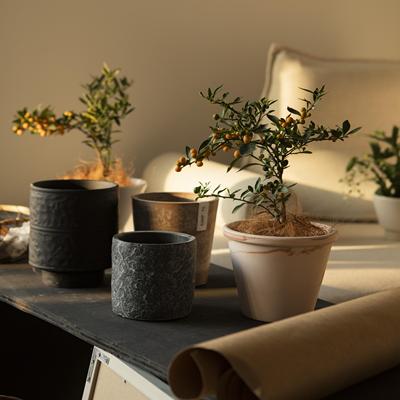 金豆子金蝉子室内办公桌面美观