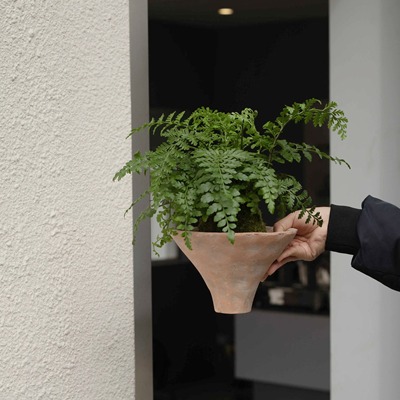 吉姆蕨蕨类植物室内桌面美观提神