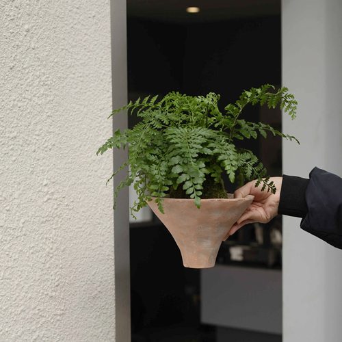 吉姆蕨蕨类植物室内桌面美观提神