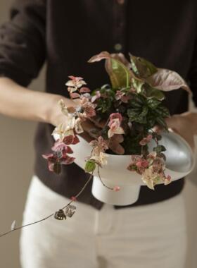 Earth Plant 苔玉球苔藓球水培绿植盆景小众办公桌面组合植物盆栽