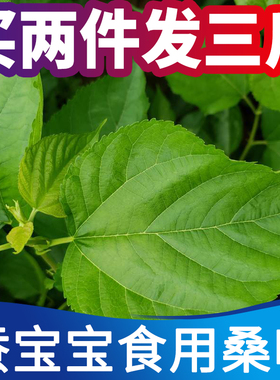 桑叶新鲜500克桑树嫩叶蚕叶喂蚕宝宝饲料养蚕1斤包邮广东广州深圳