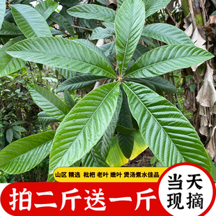 枇杷叶新鲜野生枇杷树叶500g现摘食用枇杷叶中药茶偏方枇杷膏原料