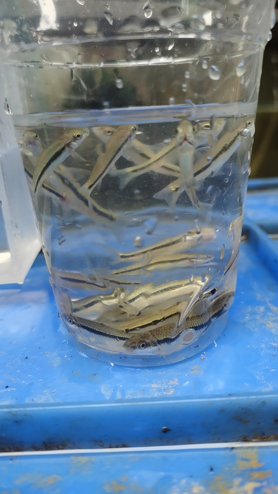 广西本地粗须白甲观赏鱼群游淡水鱼冷水鱼非常漂亮鱼缸内表现出色