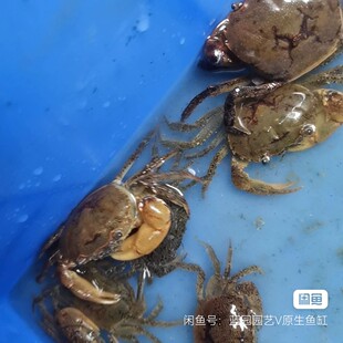 广西溪水束腰蟹河流蟹饲料蟹宠物蟹钓鱼饵料深水钓饵公母大小随机