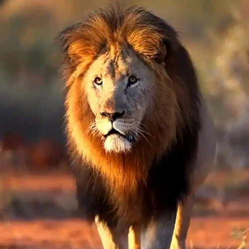 纯种野生狮子，下单自己走过去，稀有宠物，路途遥远时间较长