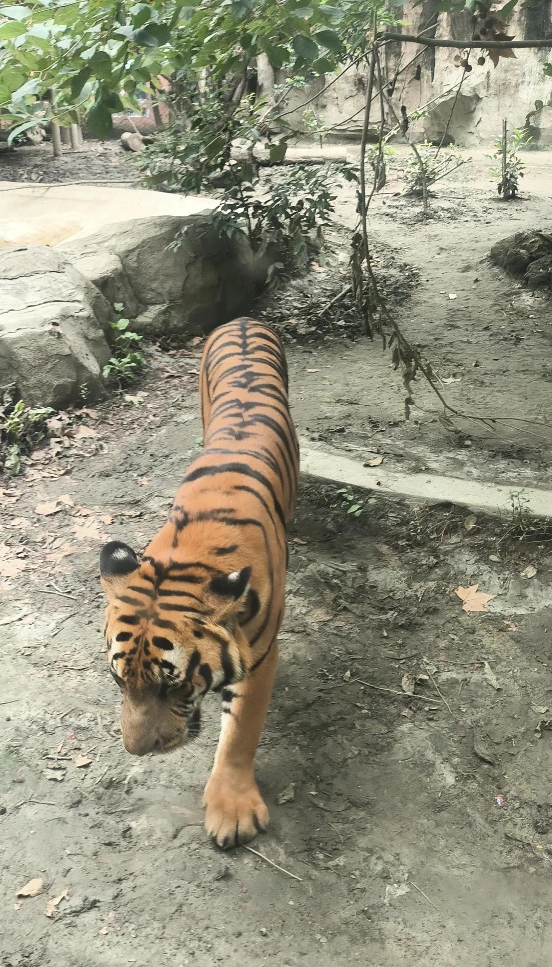 非洲纯种野生老虎，下单自己走回家自带导航走过去，非稀有小宠物