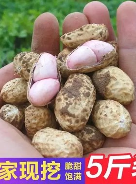 2025年新鲜湿花生5斤现挖现发带壳泥巴花生多粒粉皮可水煮鲜花生