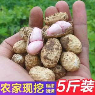 2025年新鲜湿花生5斤现挖现发带壳泥巴花生多粒粉皮可水煮鲜花生