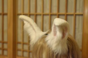 三尾树中秋活动原创cos兽耳兔耳头箍夹子Lolita手作兔子手作