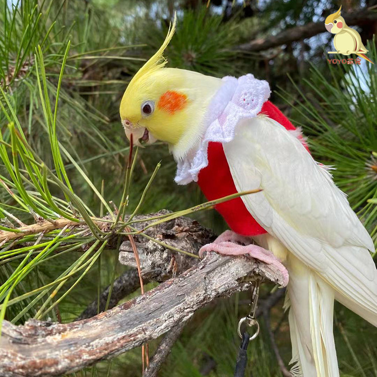 鹦鹉衣服玄凤屎兜牡丹虎皮可调节立体定制遛鸟衣超轻飞行服遛鸟衣