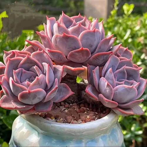 露西娜多肉植物大颗巨型