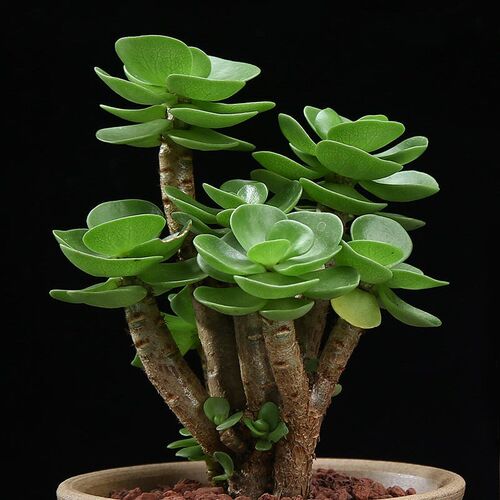 金钱木老桩多肉植物绿植室内盆栽