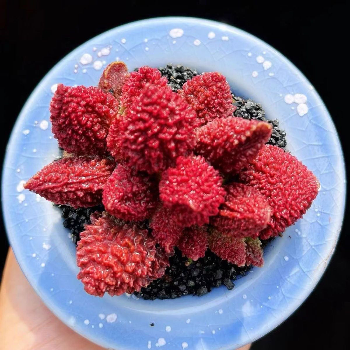 朱紫玉多肉植物水泡大疣朱子玉韩国进口室内特价盆栽高档稀有植物