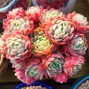 冰梅月影多肉植物易爆盆贝瑞群生多头多肉萌肉肉创意花卉绿植盆栽