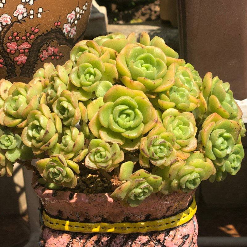 百合丽丽老桩多头带香味可爱萌肉百合莉莉手捧花办公室花卉防辐射