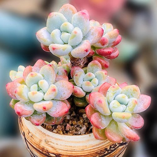 劳尔小老桩群生罗绮香气多肉植物