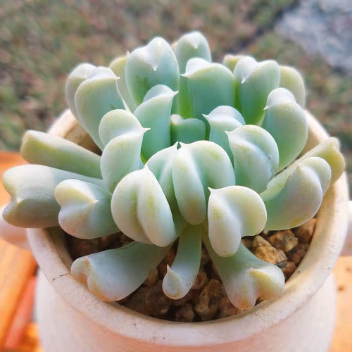 特玉莲多肉植物新手易养盆栽花卉办公室内外阳台老桩组合贵货清仓