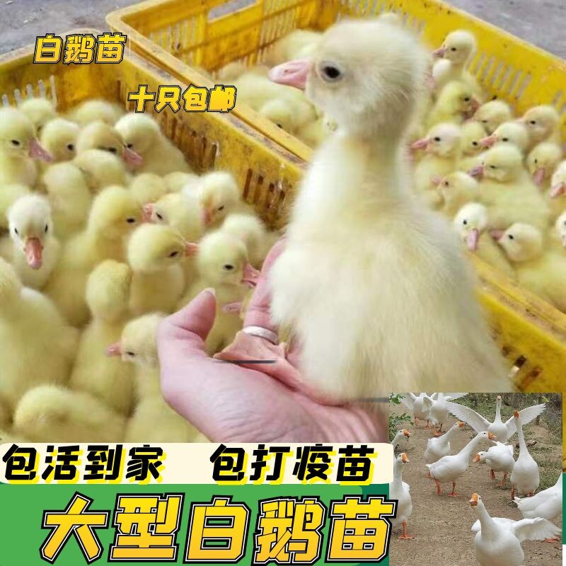 大种脱温白鹅苗四季鹅皖西鹅浙东鹅蛋鹅幼苗小鹅仔活苗大三花鹅苗怎么看?