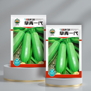 早青一代杂交西葫芦种子西葫种籽占瓜菜茭瓜种子西湖瓜种子西葫瓜