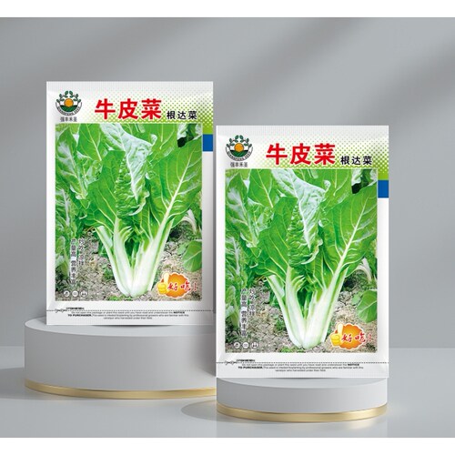 四季牛皮菜 厚皮菜种籽根达菜种子 四川牛皮菜种籽大叶白牛皮菜种