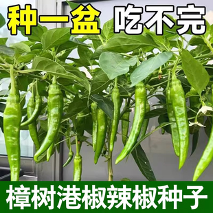 樟树港辣辣椒种子正宗湖南辣椒种籽子四季朝天椒辣椒种孑牛角高产