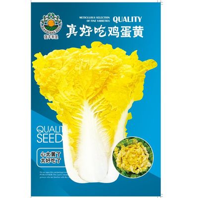 夏季耐热鸡蛋黄大白菜种子四季种黄心白菜籽抗病高产蔬菜种籽早熟
