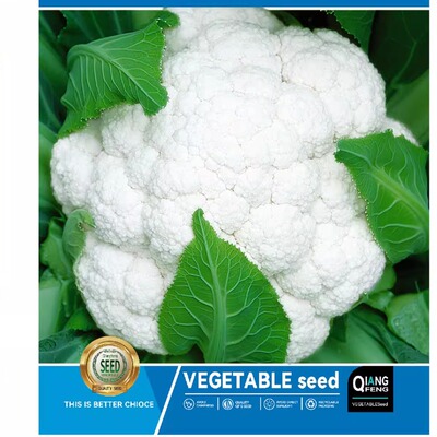 60天白花菜种子白菜花椰菜种籽春秋播早熟高产大田盆栽蔬菜种孑