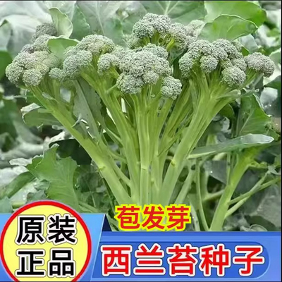 西兰苔种子西洋芥兰种籽小西蓝花芥蓝菜苔菜心四季播种蔬菜籽大全