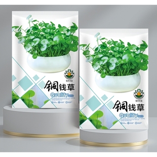 铜钱草种子种籽（包装袋13x19厘米）每包约150粒左右