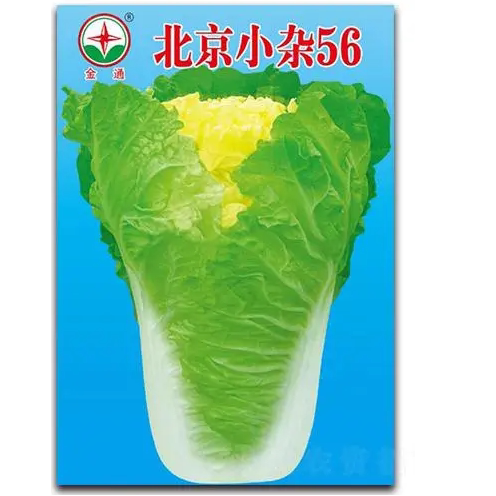 早熟56号白菜种子 5号耐热菜种子耐高温60天白菜包心蔬菜种子正品