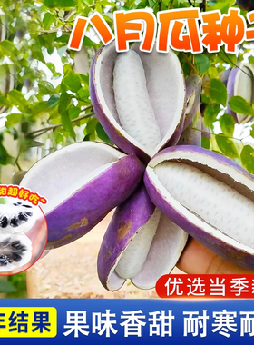 紫色八月瓜种籽八月炸种孑野香蕉籽九月黄水果甜瓜八月瓜种子高