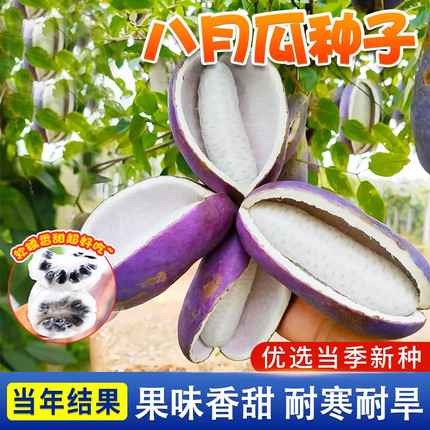 紫色八月瓜种籽八月炸种孑野香蕉籽九月黄水果甜瓜八月瓜种子高